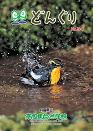 どんぐり54号