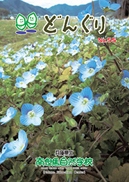 どんぐり55号